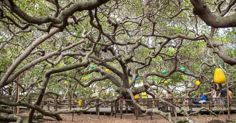 Cajueiro de Pirangi em um roteiro em Natal