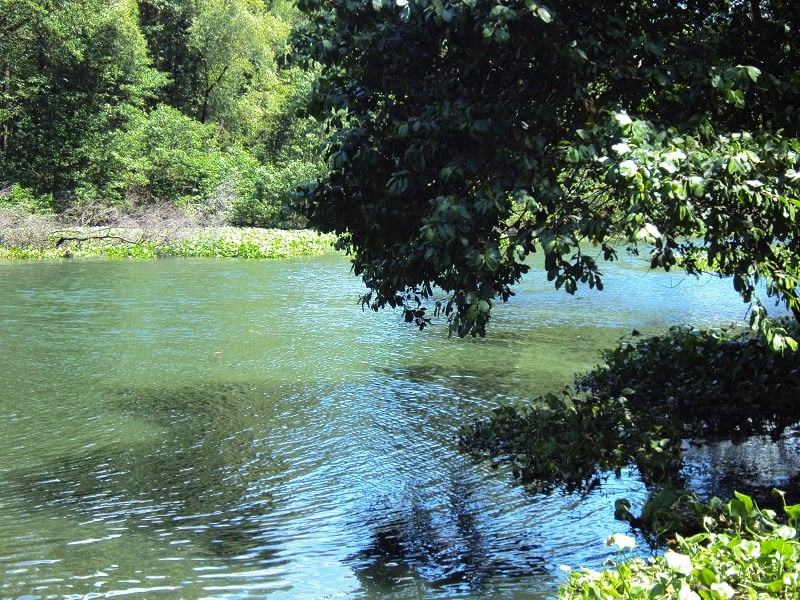 Parque Estadual do Rio Cocó em Fortaleza